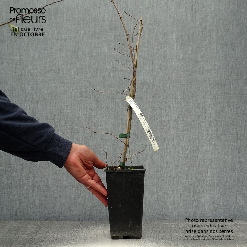 Esemplare di Lonicera caprifolium var. Italica Harlequin - Caprifoglio Vaso da 1,5L/2L come consegnato in autunno