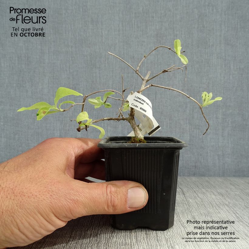 Esemplare di Lonicera caprifolium var. Italica Harlequin - Caprifoglio Vasetto da 8/9 cm come consegnato in autunno