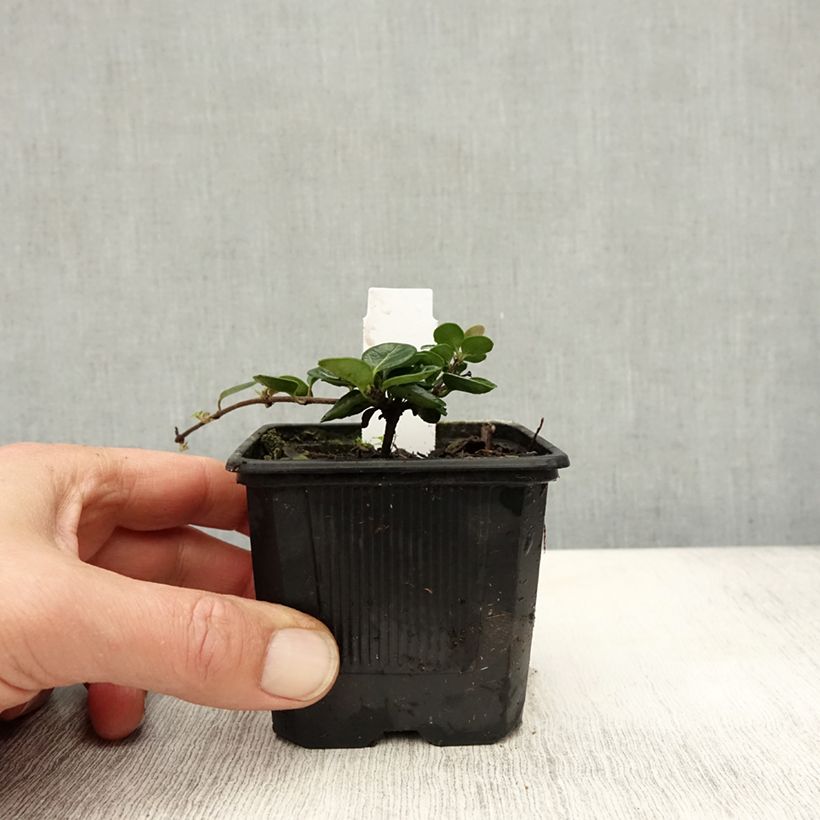 Esemplare di Lonicera crassifolia - Caprifoglio Vasetto da 8/9 cm come consegnato in autunno