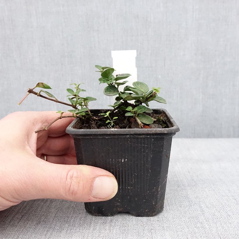 Lonicera crassifolia - Caprifoglio Vasetto da 8/9 cm esemplare consegnato in inverno