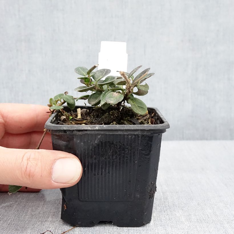 Lonicera crassifolia - Caprifoglio Vasetto da 8/9 cm esemplare consegnato in primavera