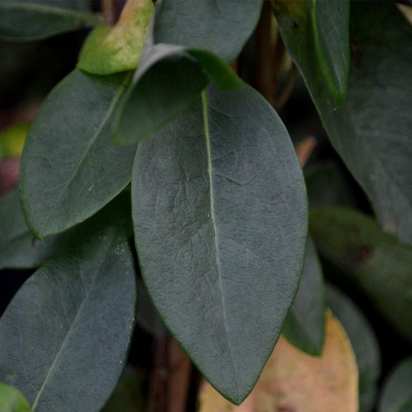 Lonicera periclymenum Scentsation - Caprifoglio atlantico (Fogliame)