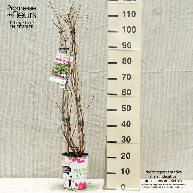 Lonicera brownii Golden Trumpet - Caprifoglio rampicante Vaso da 2L/3L esemplare consegnato in inverno