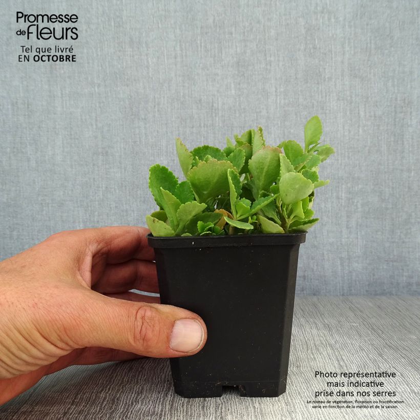 Esemplare di Chiastophyllum oppositifolium Vasetto da 8/9 cm come consegnato in autunno