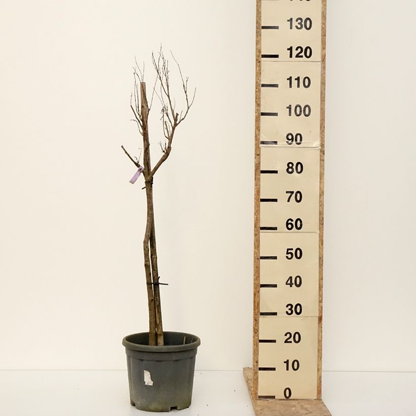 Chilopsis linearis - Salice del deserto Vaso da 12L/15L esemplare consegnato in inverno