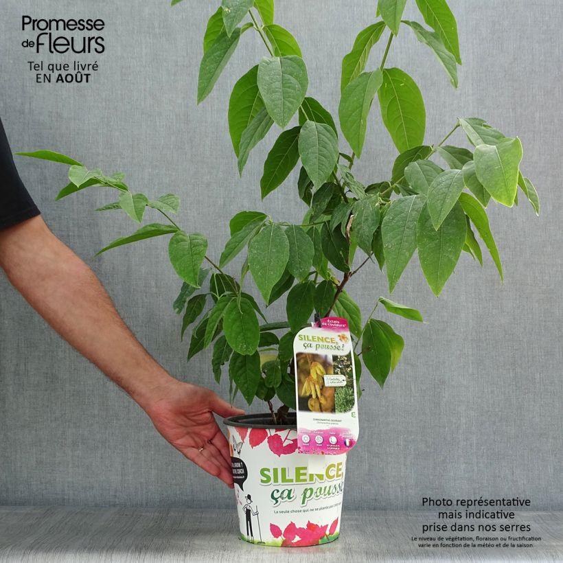 Esemplare di Chimonanthus praecox Grandiflorus - Calicanto d'inverno Vaso da 4L/5L, A cespuglio consegnato in estate