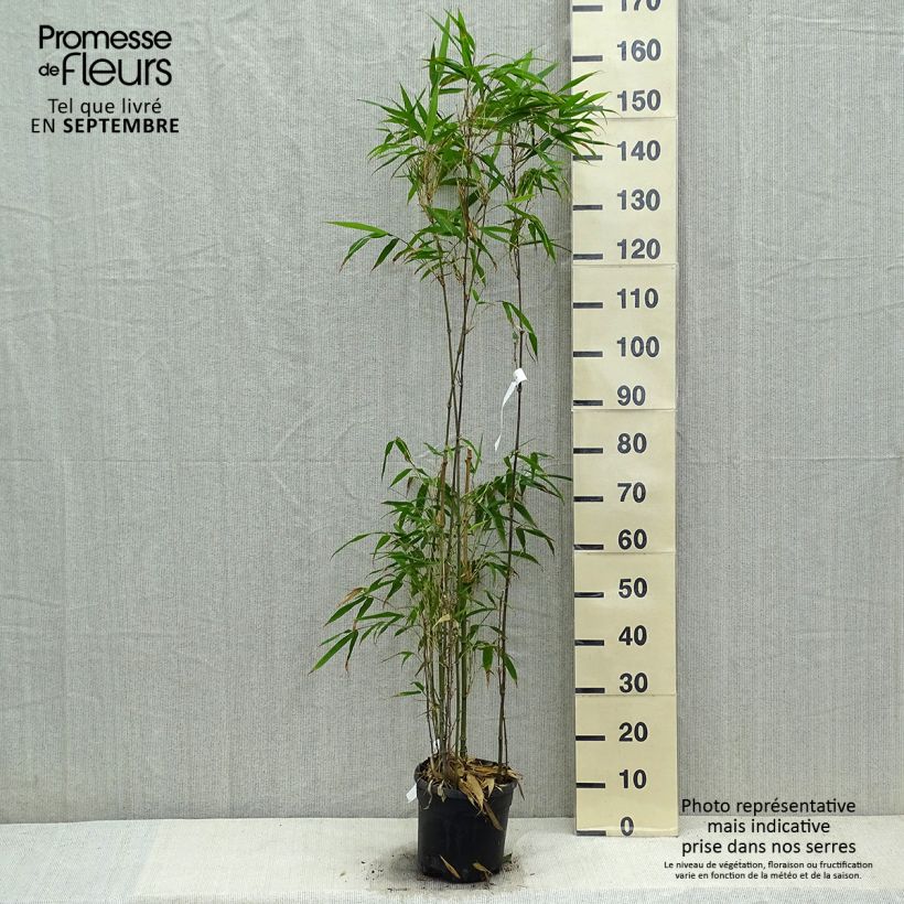 Esemplare di Chimonobambusa quadrangularis - Bambù Vaso da 4L/5L come consegnato in autunno