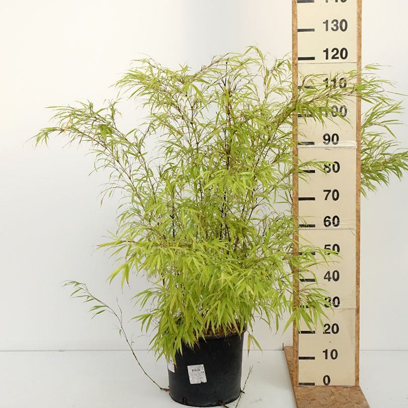 Esemplare di Chimonobambusa tumidissinoda Macrophylla - Bambù Vaso da 12L/15L come consegnato in autunno