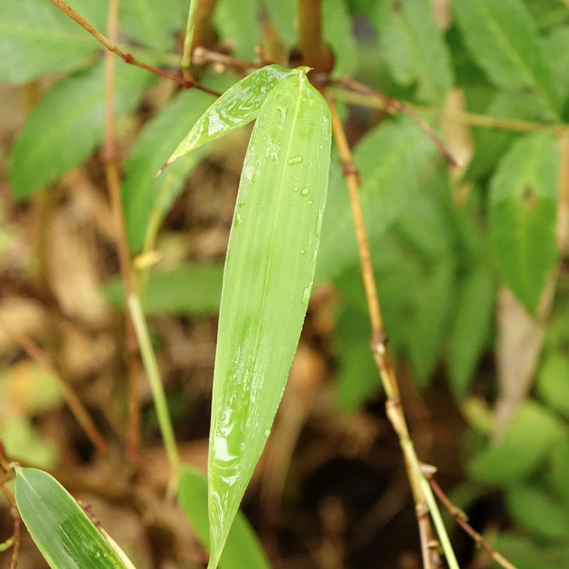 Chimonobambusa tumidissinoda Macrophylla - Bambù (Fogliame)