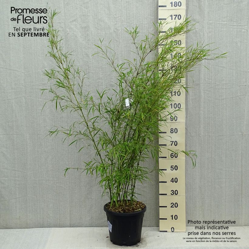 Esemplare di Chimonobambusa tumidissinoda Microphylla - Bambù Vaso da 12L/15L come consegnato in autunno