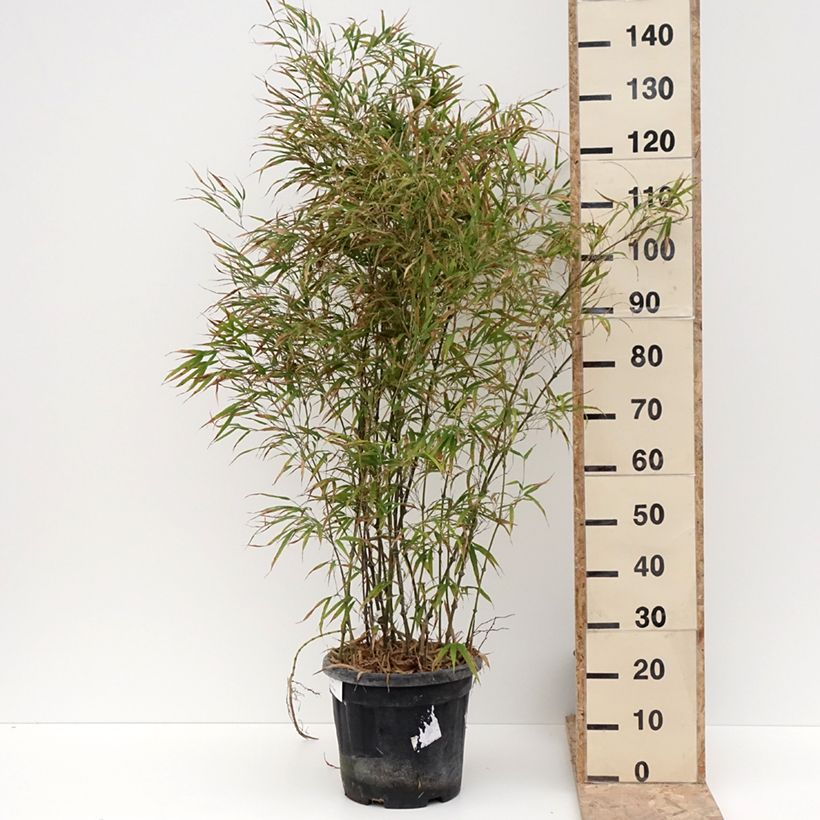 Chimonobambusa tumidissinoda Microphylla - Bambù Vaso da 12L/15L esemplare consegnato in inverno