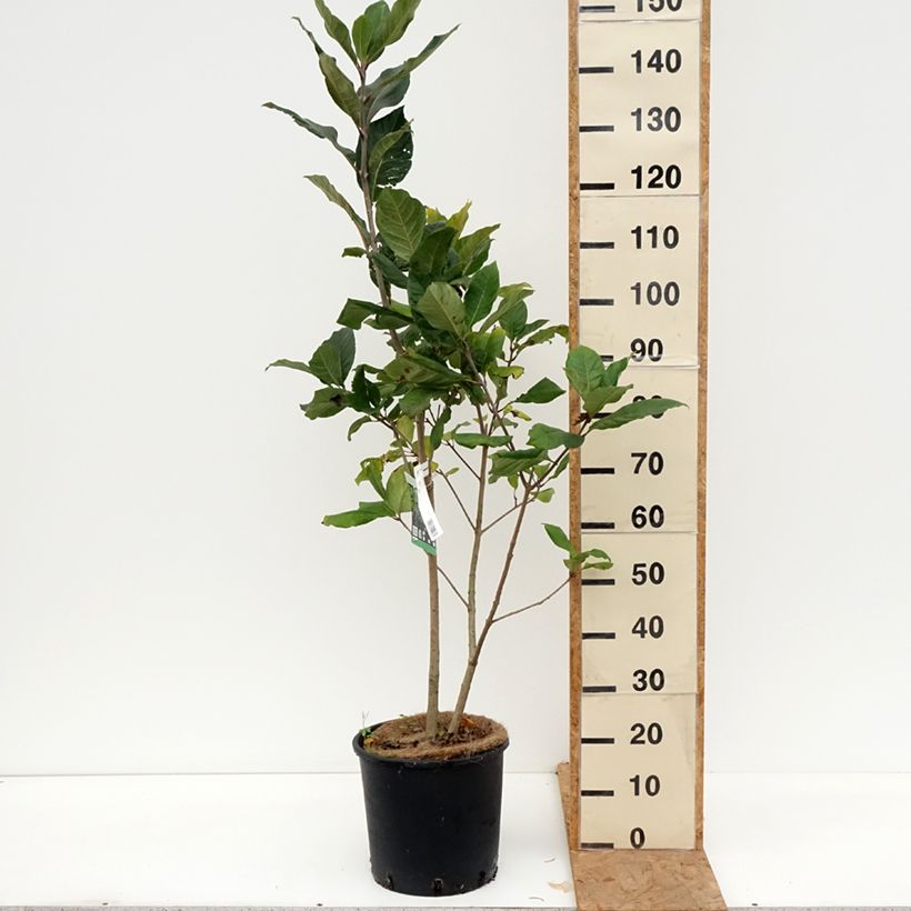 Esemplare di Chionanthus virginicus - Albero della neve Vaso da 12L/15L come consegnato in autunno