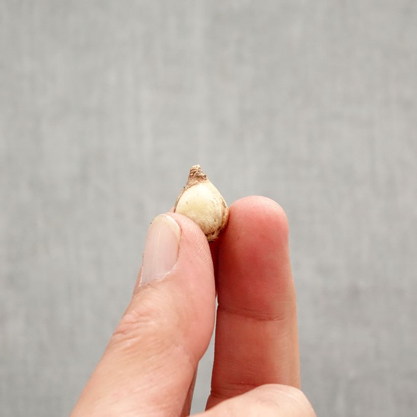 Chionodoxa forbesii Mix - Gloria della Neve Bulbo taglia 5+ esemplare consegnato in primavera