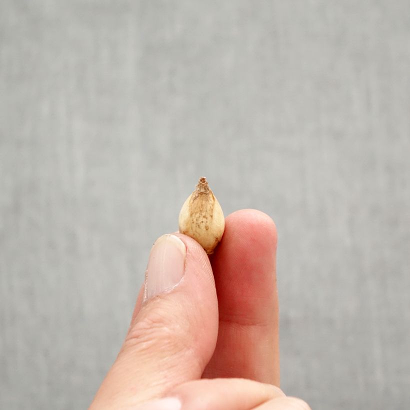 Chionodoxa forbesii - Gloria della Neve Bulbo taglia 5+ esemplare consegnato in primavera
