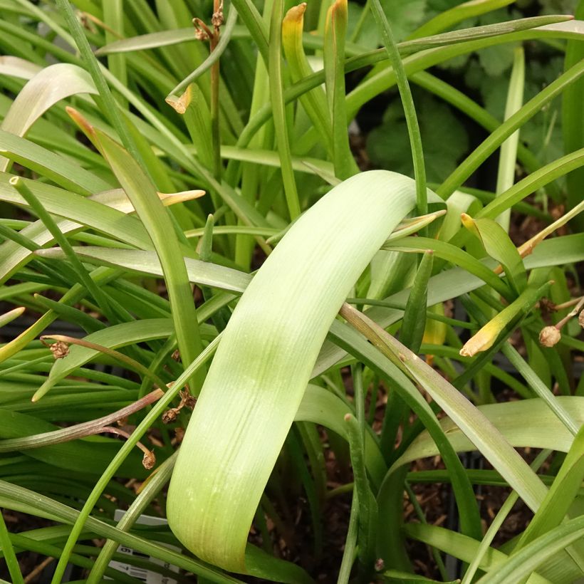 Chionodoxa forbesii Pink Giant - Gloria della Neve (Fogliame)