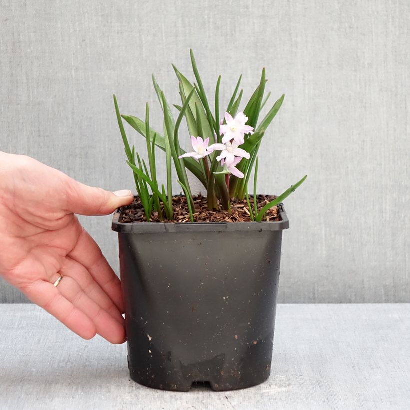 Chionodoxa forbesii Pink Giant - Gloria della Neve Vaso da 2L/3L taglia 4/6 esemplare consegnato in inverno