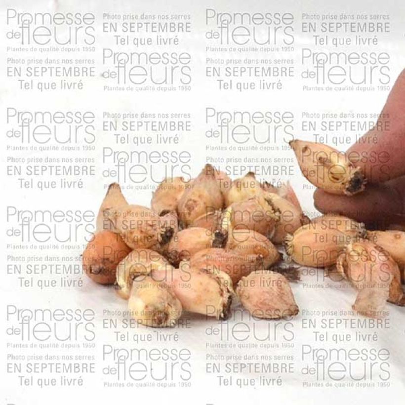 Esempio di esemplare Chionodoxa luciliae Alba - Scilla di Lucile Bulbo taglia 5+ come consegnato