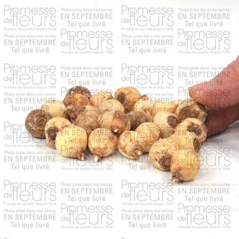 Esempio di esemplare Chionodoxa sardensis - Gloria della Neve Bulbo taglia 5+ come consegnato