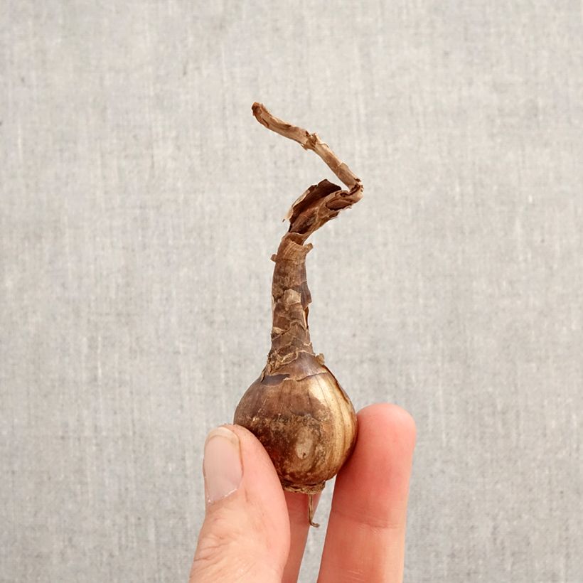 Chlidanthus fragrans Bulbo taglia 12+ esemplare consegnato in primavera