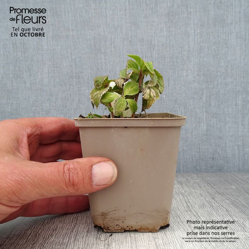 Esemplare di Chloranthus japonicus Vasetto da 8/9 cm come consegnato in autunno