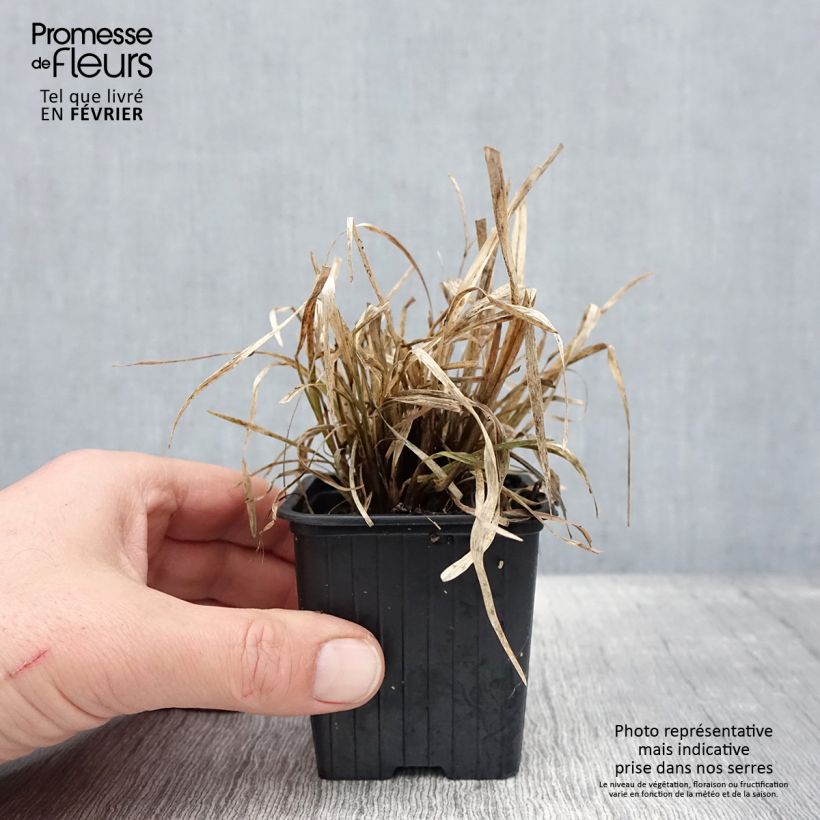 Chloris distichophylla Vasetto da 8/9 cm esemplare consegnato in inverno