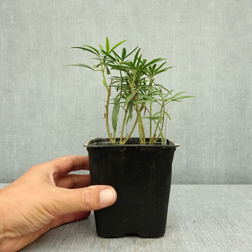 Esemplare di Choisya Aztec Pearl - Arancio messicano Vaso da Ø 12 cm / 13 cm consegnato in estate