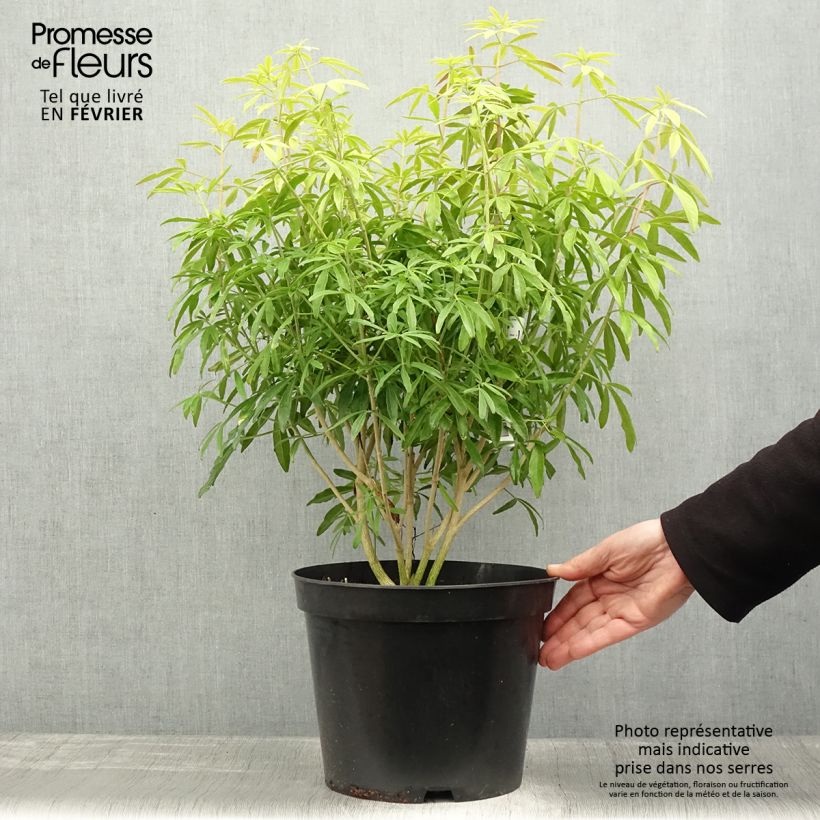 Choisya ternata Goldfinger - Arancio messicano Vaso da 7,5L/10L esemplare consegnato in inverno