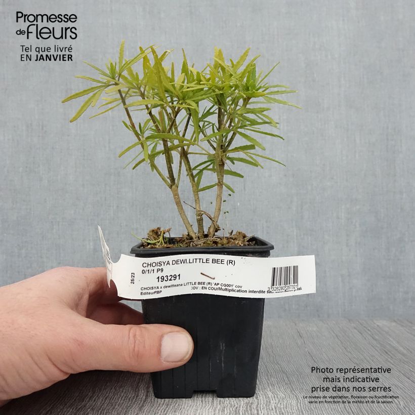 Choisya Little Bee - Arancio messicano Vasetto da 8/9 cm esemplare consegnato in inverno