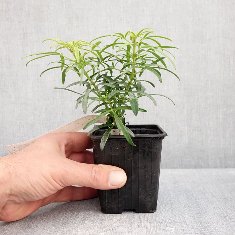 Esemplare di Choisya Little Honey Bee - Arancio messicano Vasetto da 8/9 cm come consegnato in autunno