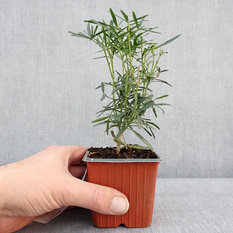 Choisya Scented Gem - Arancio messicano Vasetto da 8/9 cm esemplare consegnato in inverno