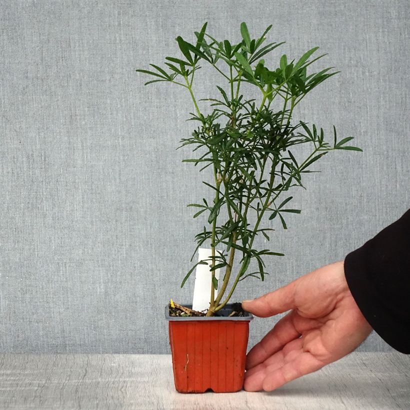 Choisya Scented Gem - Arancio messicano Vasetto da 8/9 cm esemplare consegnato in primavera