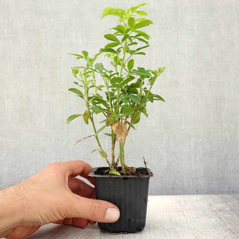 Esemplare di Choisya ternata Sundance - Arancio messicano Vasetto da 8/9 cm come consegnato in autunno