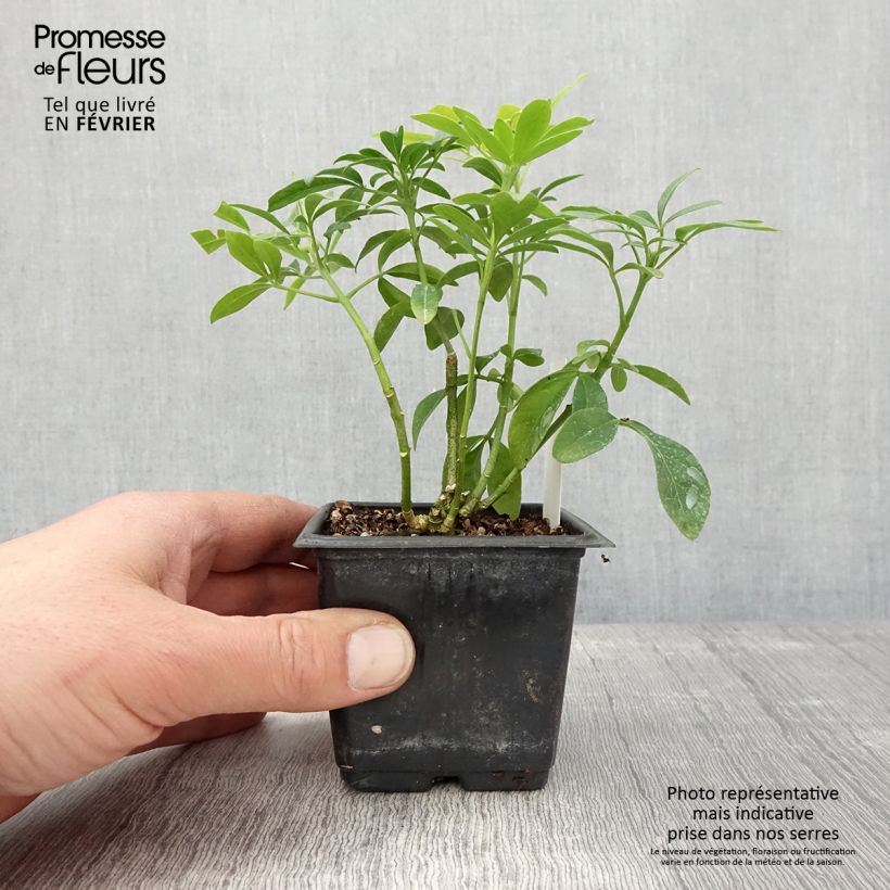 Choisya ternata Sundance - Arancio messicano Vasetto da 8/9 cm esemplare consegnato in inverno