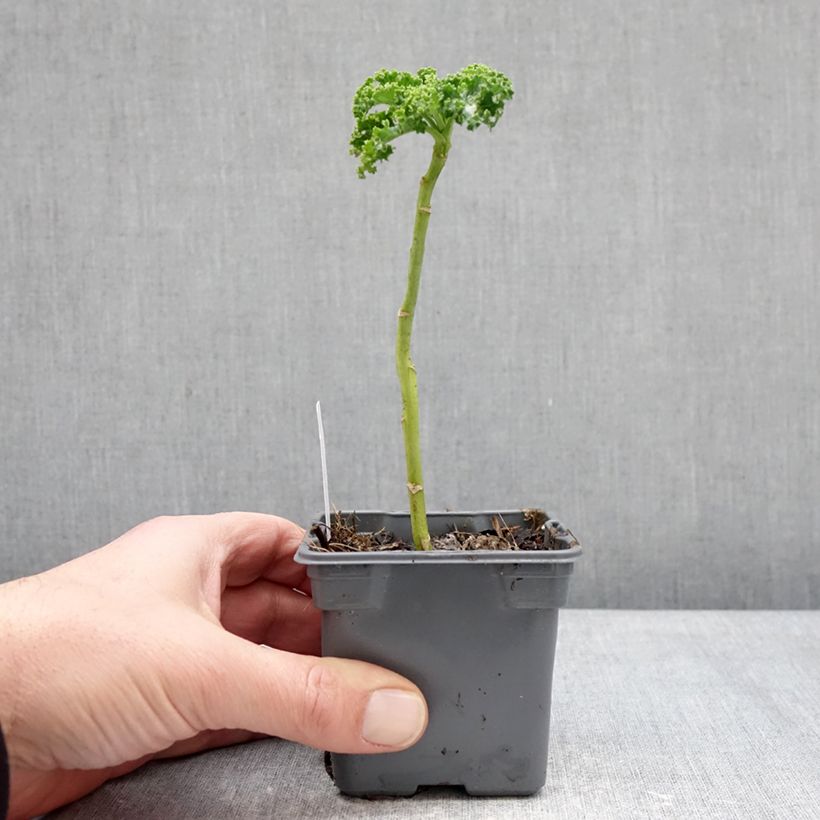 Chou frisé Winterbor en plant - Chou kale Vasetto da 8/9 cm esemplare consegnato in inverno