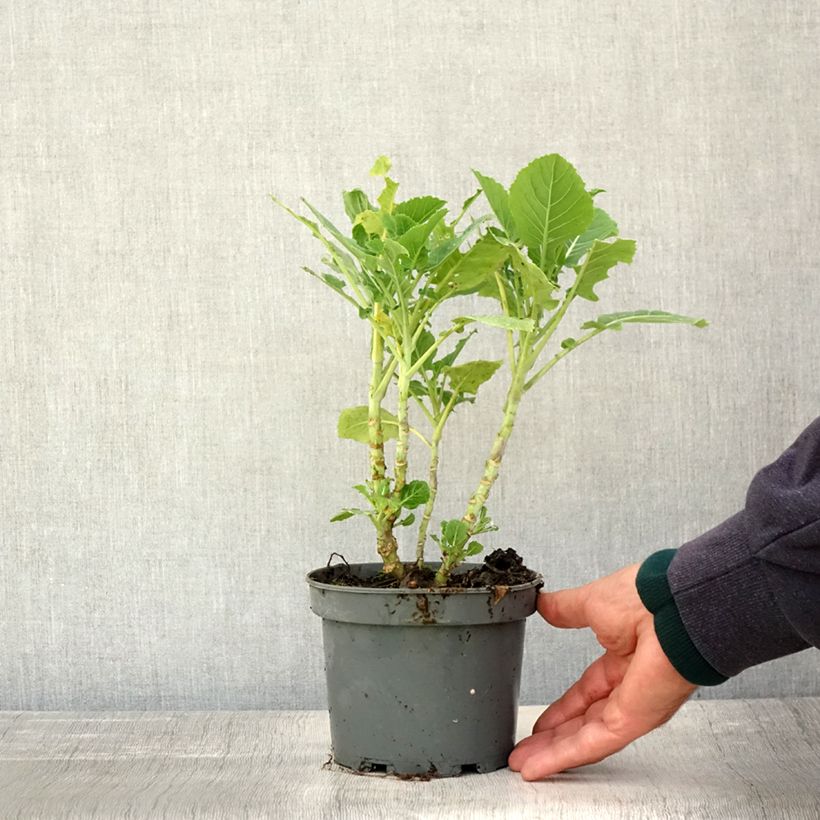 Esemplare di Cavolo perenne ramosa Daubenton Vaso da 1,5L/2L come consegnato in autunno