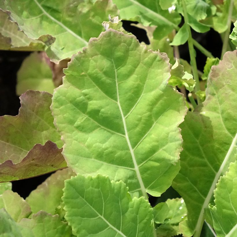 Cavolo perenne ramosa Daubenton (Fogliame)