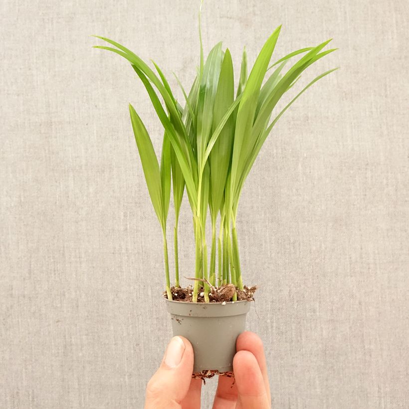 Areca - Chrysalidocarpus lutescens mini-pianta esemplare consegnato in primavera
