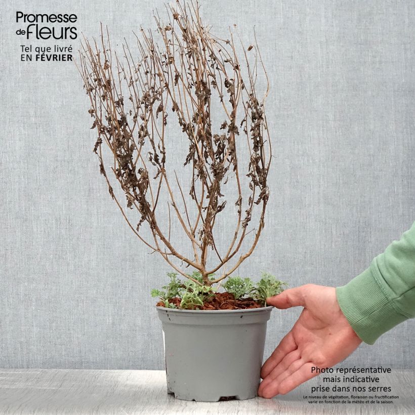 Chrysanthemum Bienchen - Crisantemo Vaso da 2L/3L esemplare consegnato in inverno