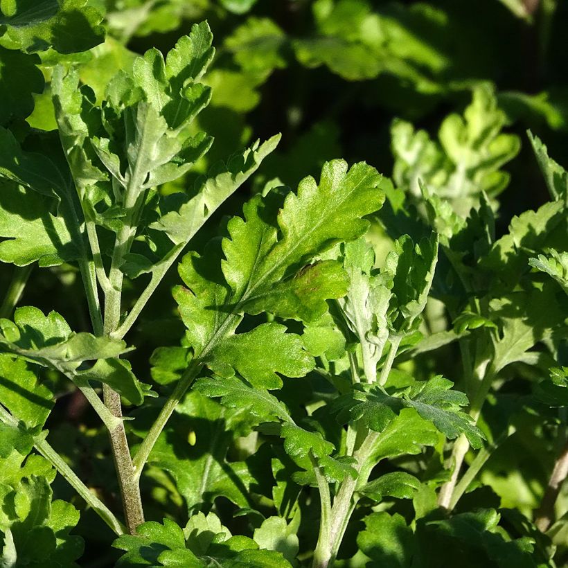 Chrysanthemum Citronella - Crisantemo (Fogliame)