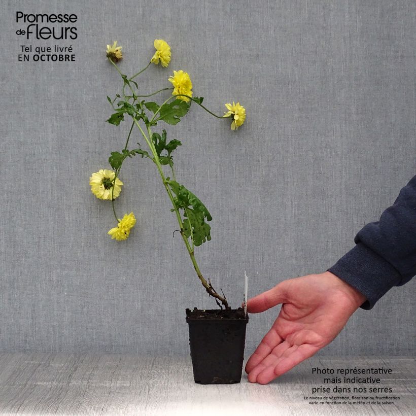 Esemplare di Chrysanthemum Citronella - Crisantemo Vasetto da 8/9 cm come consegnato in autunno