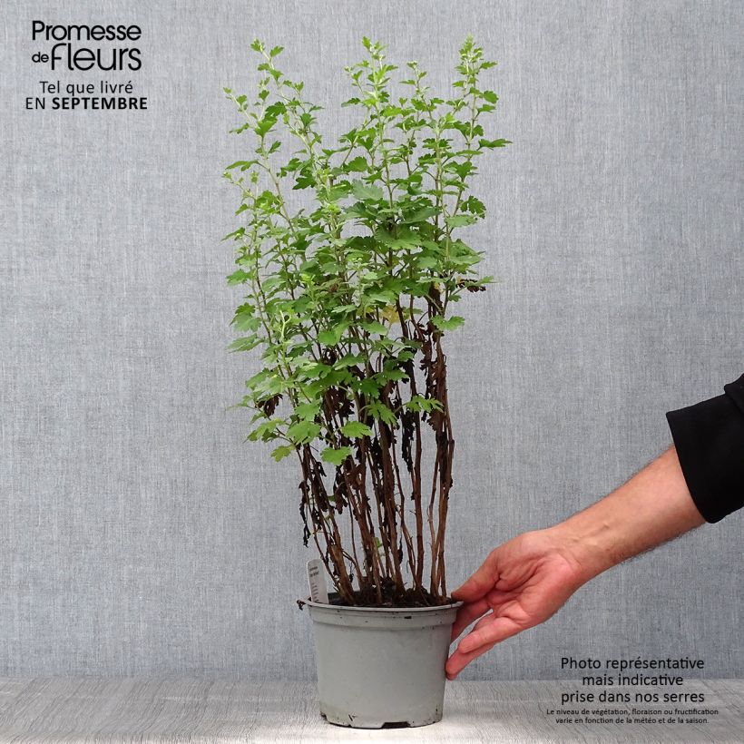 Esemplare di Chrysanthemum Cottage Apricot - Crisantemo Vaso da 2L/3L come consegnato in autunno
