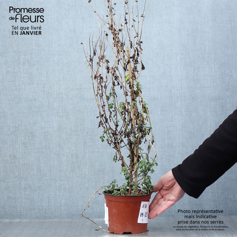 Chrysanthemum Cottage Apricot - Crisantemo Vaso da 2L/3L esemplare consegnato in inverno