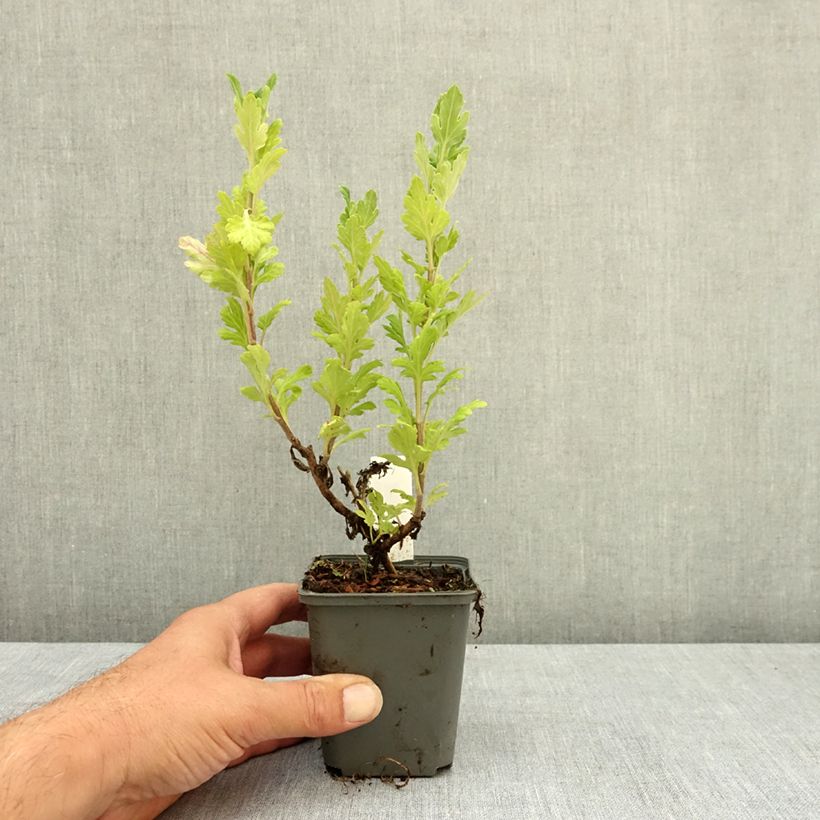 Esemplare di Chrysanthemum Goldmarianne - Crisantemo Vasetto da 8/9 cm consegnato in estate