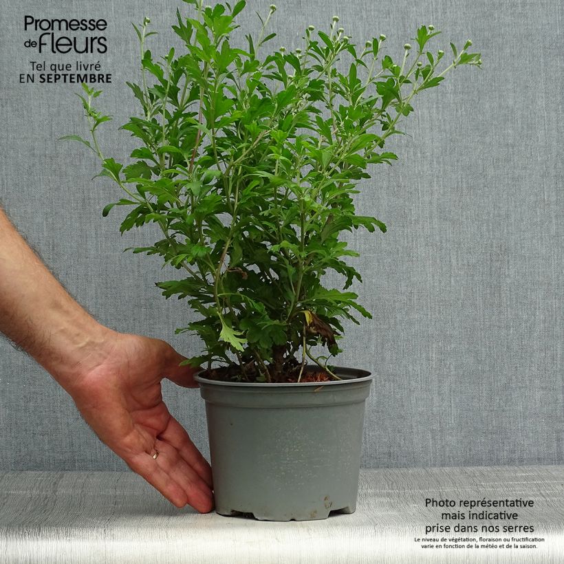 Esemplare di Chrysanthemum koreanum Hebe - Crisantemo Vaso da 2L/3L come consegnato in autunno