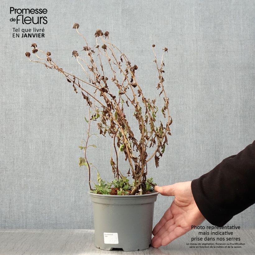 Chrysanthemum koreanum Hebe - Crisantemo Vaso da 2L/3L esemplare consegnato in inverno