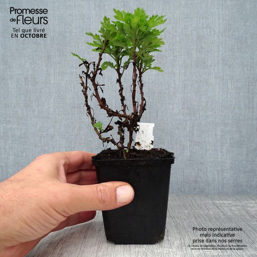 Esemplare di Chrysanthemum indicum Herbstbrokat - Crisantemo Vasetto da 8/9 cm come consegnato in autunno