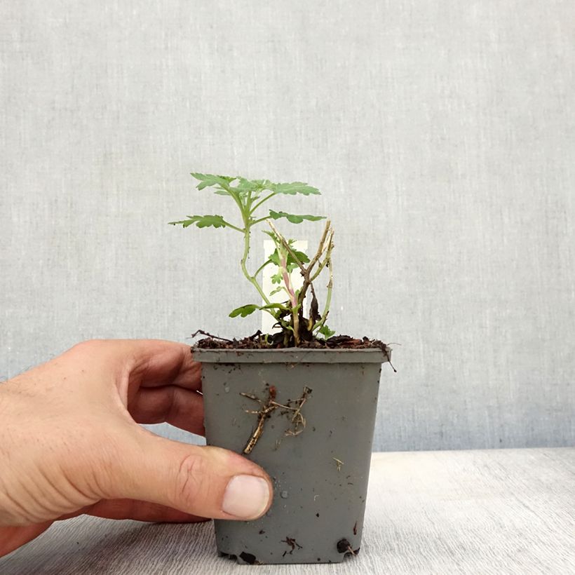Esemplare di Chrysanthemum indicum Julia - Crisantemo Vasetto da 8/9 cm come consegnato in autunno