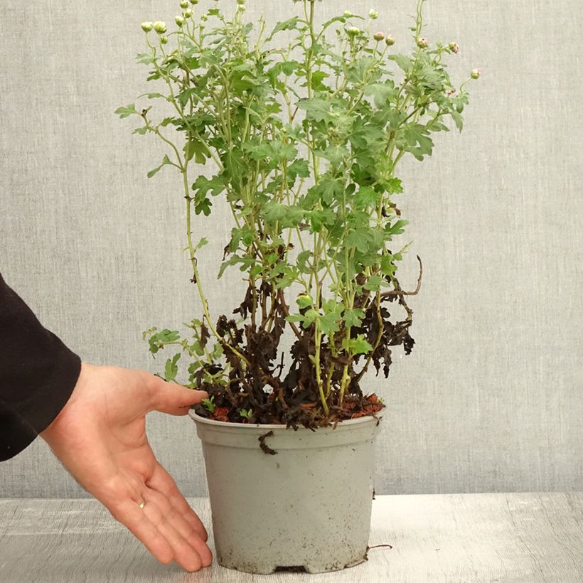 Esemplare di Chrysanthemum indicum Julia - Crisantemo Vaso da 2L/3L come consegnato in autunno