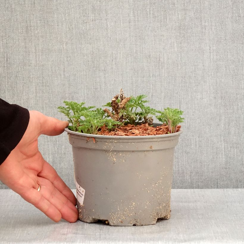 Chrysanthemum indicum Julia - Crisantemo Vaso da 2L/3L esemplare consegnato in inverno