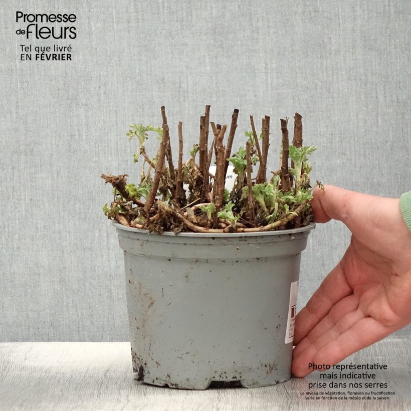 Chrysanthemum Mei Kyo - Crisantemo Vaso da 2L/3L esemplare consegnato in inverno